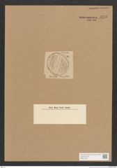 Diatomeae indet. Zeichnungen Sammlung Grunow Nr. 3738 (NHMW-BOT-W0371452)